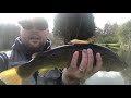 A Brace Of Brown Trout - Spring Hill Trout Water