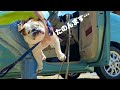 あれが怖すぎて車から出られなくなってしまったブルドッグ