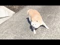 【神速】柴犬の高速移動
