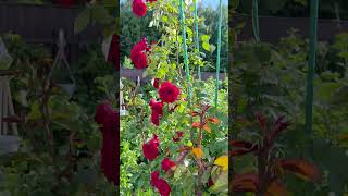 Роза Амадеус - чудо Кордеса #амадеус #amadeus #roses #розы #лаванда #lavender