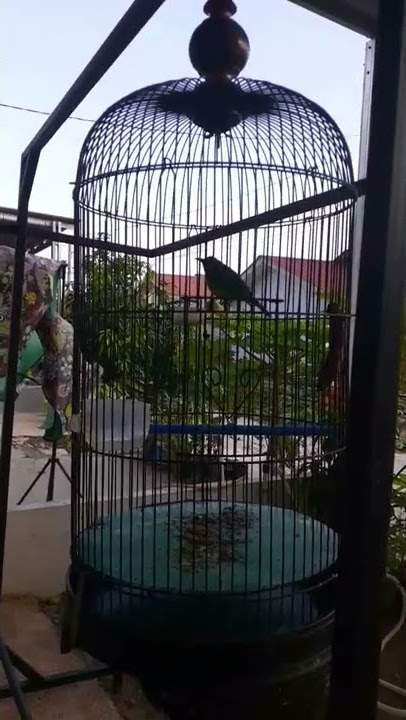 kinoi isian lovebird