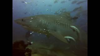 Dave's Shark Attack