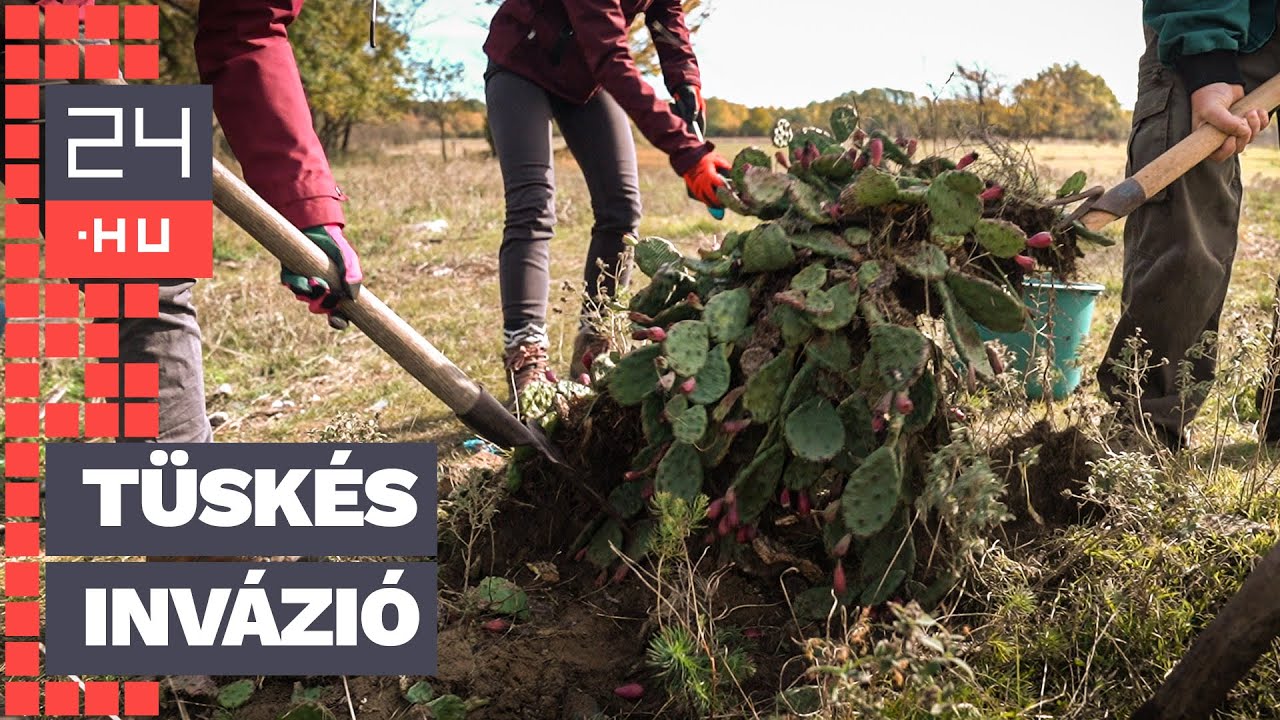 „Tiszta Amerika!” – így irtják a terjeszkedő kunsági kaktuszt | 24.hu