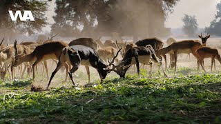 Download Lagu Macam-macam hewan di hutan | Burung, kuda, hewan reptil MP3