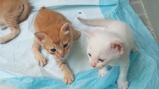 Cats & kittens are 754 & 671 & 570 & 553 &505 & 429 & 314 & 276 & 176 &46 &25 & 337 &270 &168 &134