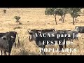 VACAS para FESTEJOS POPULARES