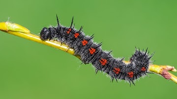 Most Beautiful Caterpillar Insect Collection Compilation #1