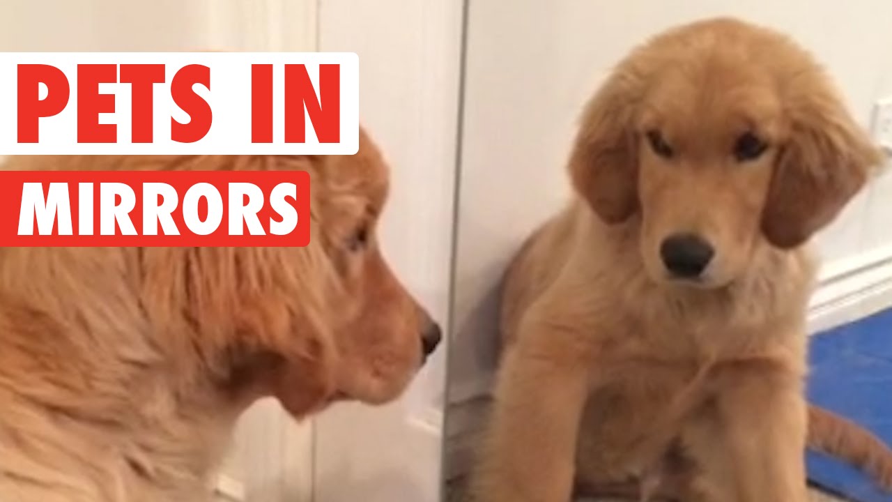 Pets Looking In Mirrors