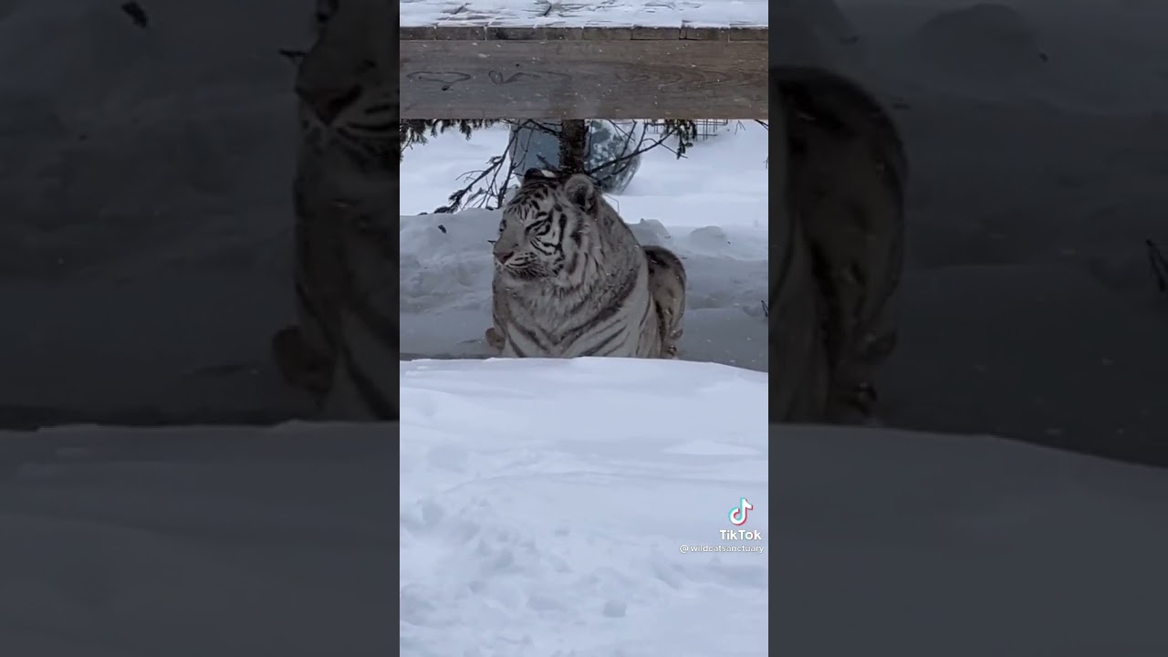 Tigers in snow? 🌨 