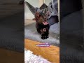 my pet look so much cool #viralvideo #animals #shortvideo #pets