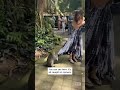 Naughty Monkey Steals Woman S Purse Shorts Naughty Monkey Steals Woman S Purse Shorts