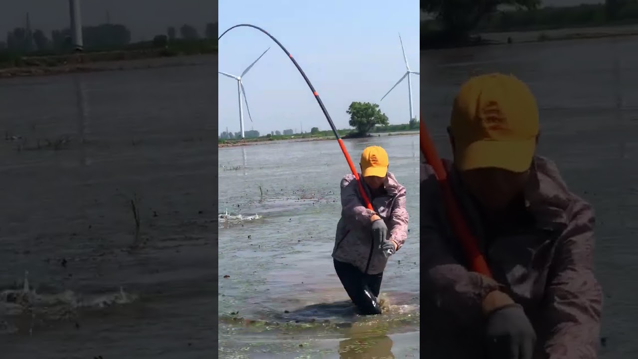 The process of catching snakehead fish on a fishing rod