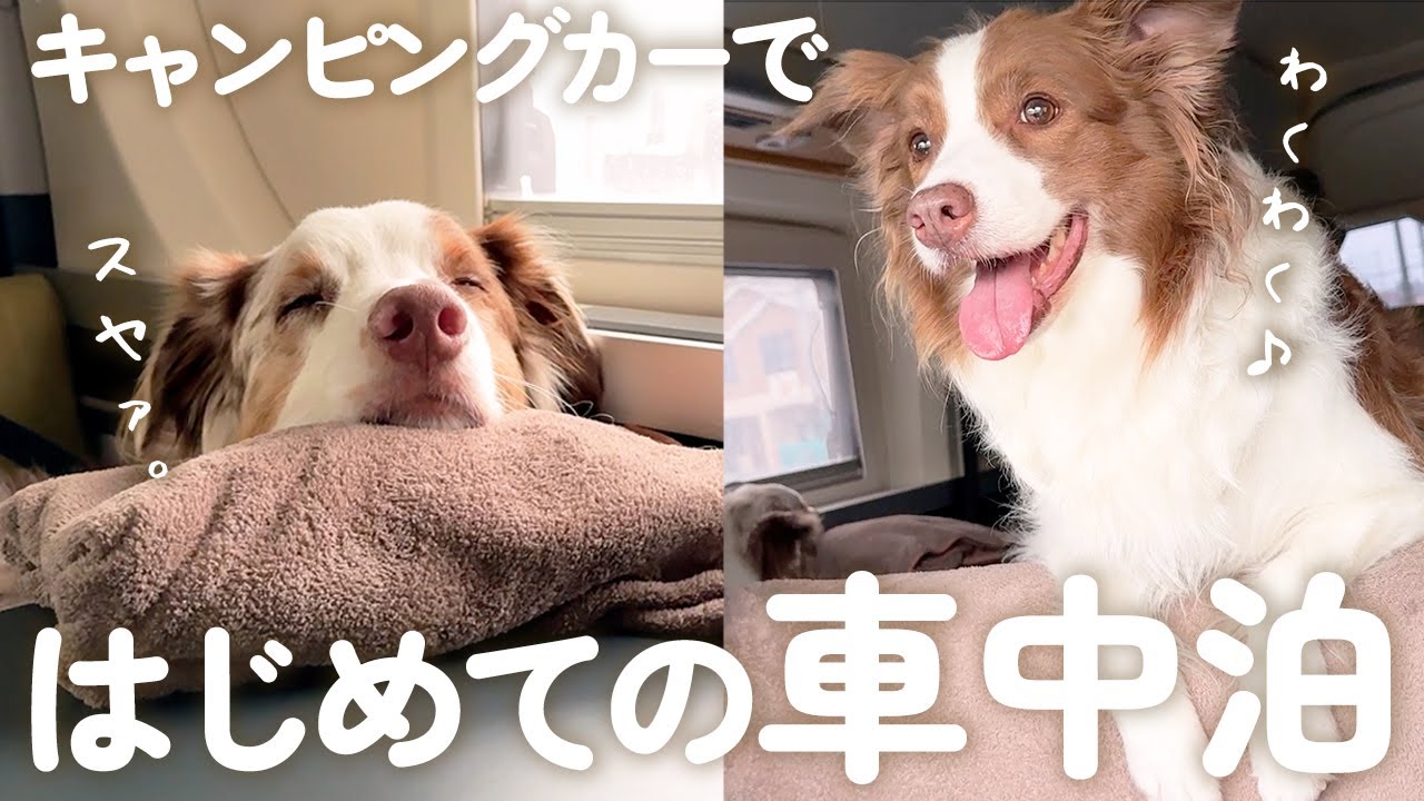 初めてキャンピングカーで車中泊したら愛犬達の行動が可愛すぎました😂🚐【ボーダーコリー・オーストラリアンシェパード】