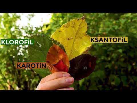 Video: Ağaçlarda Erken Yaprak Rengi Değişimi - Yaprakların Çok Erken Renk Değiştirmesinin Nedenleri