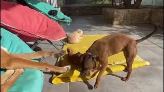 Download Lagu A Perfect Sunny Day at the Shelter ☀️ Happy Dogs Everywhere - Takis Shelter MP3