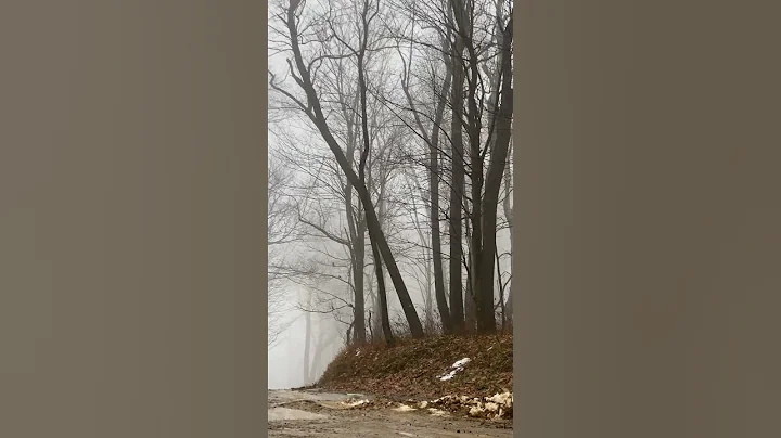 A flock of robins, in December, on a Pennsylvania ...