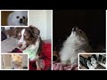 Die For You (Valorant) but Dogs Sung It (Dogs Version Cover)