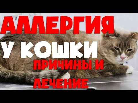 Вопрос: Коты какого окраса чаще других вызывают аллергию?