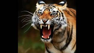 Shere Khan the Tiger Roars Compilation