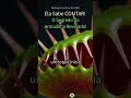 48. Esta Planta CARNÍVORA 'CONTA'?! 🤯 O Mistério da Armadilha de Vênus Revelado! #Dioneia #Arma