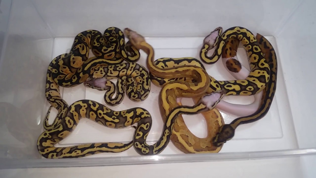 hatchling en francais Clutch #1 of 2017 Post Shed