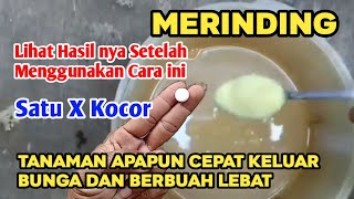 Perangsang Bunga Dan Buah Semua Jenis Tanaman Paling Sadis