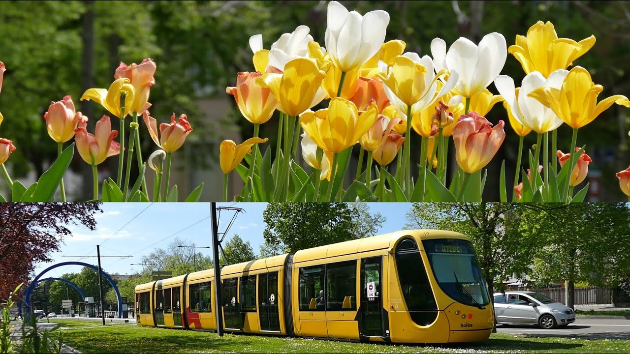 Tulipes et tram à Mulhouse