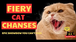 Fiery Cat Chases ๐ฅ Epic Showdowns You Canโt Miss!
