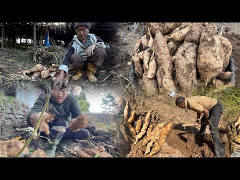 Iskushko Jara Bhakku Niskiyo 200 Kg Jasto||Rural Village Life Of Rimbick Darjeeling|| Iskushko Jara Bhakku Niskiyo 200 Kg Jasto||Rural Village Life Of Rimbick Darjeeling||