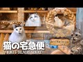 「猫ミーム」猫の宅急便 完全版 Live-action adaptation of Kiki's Delivery Service with cats