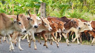 Sapi Lembu Jinak Dan Gemuk Berkeliaran di Ladang Sawah hijau - gembala sapi gemuk di kampung