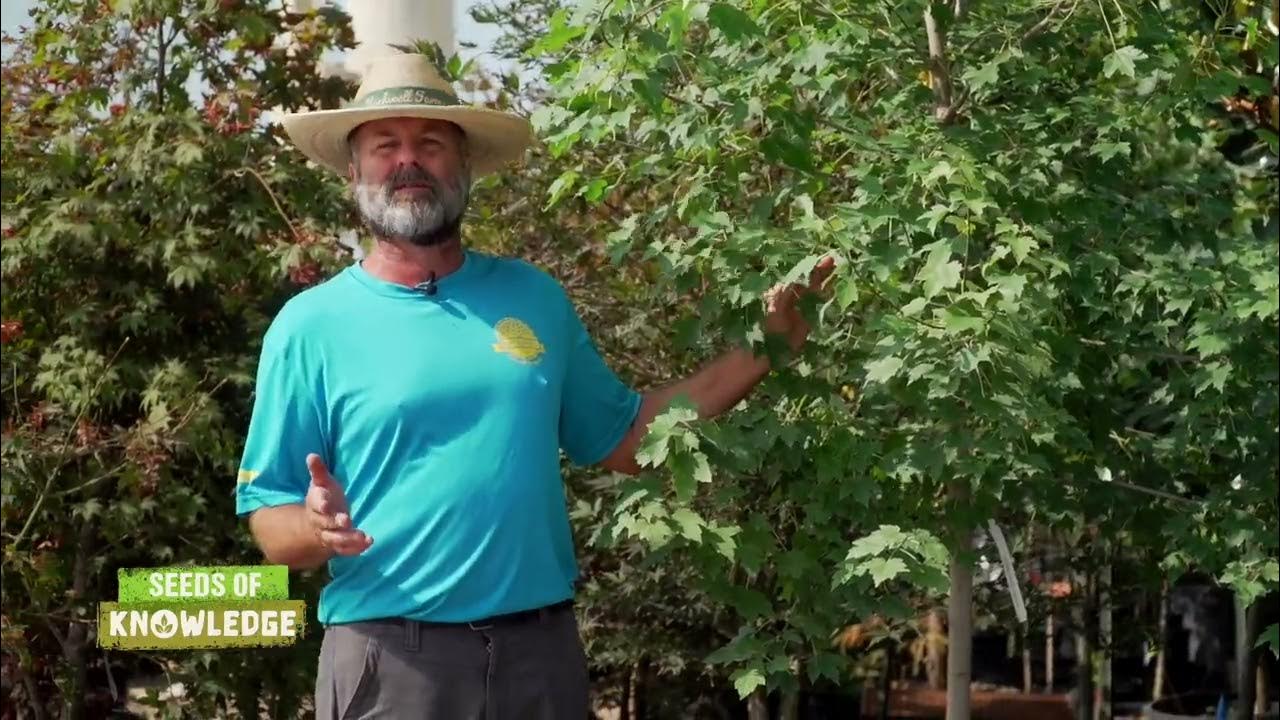 rwf-what-variety-of-trees-give-the-best-fall-colors-youtube