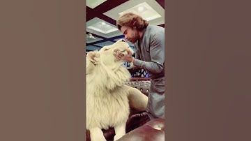 khurram gujjar Lion | #lion #khurramgujjar #shorts #love #viral