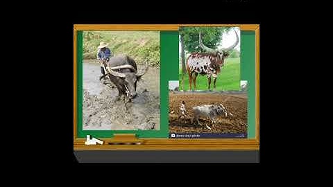 EVS :  Lesson - 3. Domestic Animals (Part : 3)