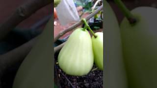 Wax aplle ( jambu air)