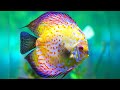 Most Beautiful Fishes on Planet Earth (P#2)