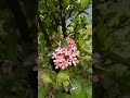 #shortsfeed#trending#viral#youtubeshorts#westindianjasmine#ixora#pinkixora#pinkwestindianjasmine