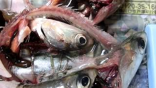 イワシから寄生虫 6 10 アニサキス２ Youtube