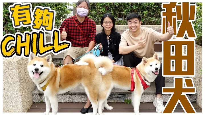 【犬の系列】誰能比牠Chill!!日本國寶 #秋田犬，忠心強壯又勇敢的山獵犬，天然防水腳掌暗藏功能！AKITA｜@user-sh1cx8us5g - 天天要聞