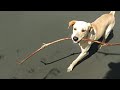 A dog with his stick at the beach