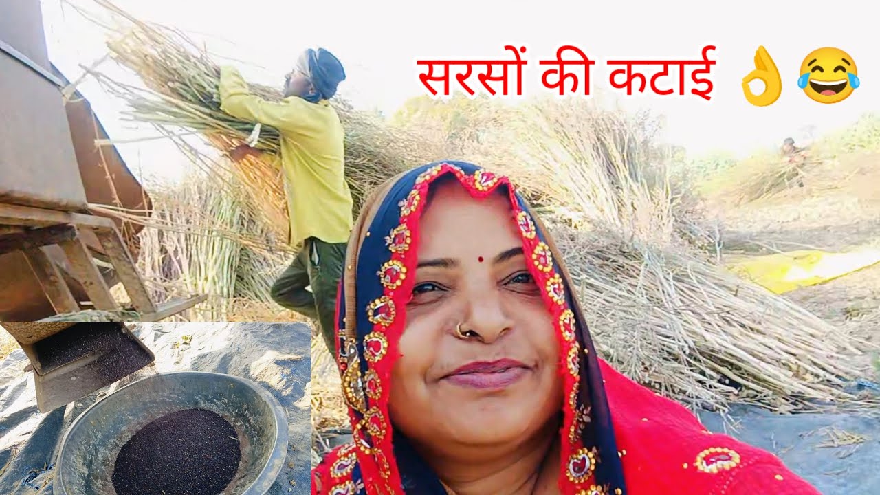 तो मेरी कट गई सरसों सरसों का काम खत्म#shashikashyapvlog 👌😂
