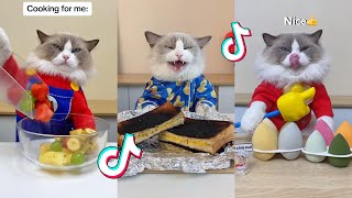 That Little Puff | Cats Make Food 😻 | TikTok Compilation 2023 #9