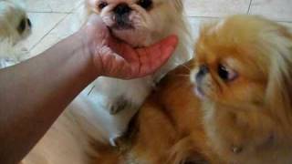 Pekingese dogs  Mother and her two daughters