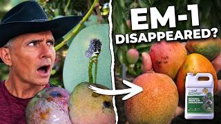 Where Did EM-1 Go? My Mangoes Show Why I Still Use It