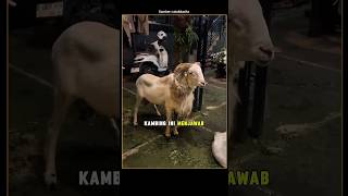 Tak Disangka Kambing Ini Membalas Lambaian Pemiliknya