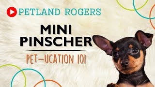 Everything you need to know about Miniature Pinscher puppies! by Petland Rogers 30 views 8 months ago 1 minute, 7 seconds