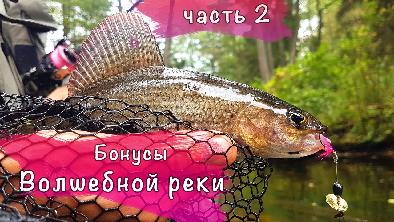 Бонусы Волшебной реки Хариус Форель Щука
