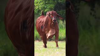 💢RED COW 💔🐂🥀🥀#shorts  #bull #cattleworld #cow #bigcow #animals #bigmammal #short #foryou #viral