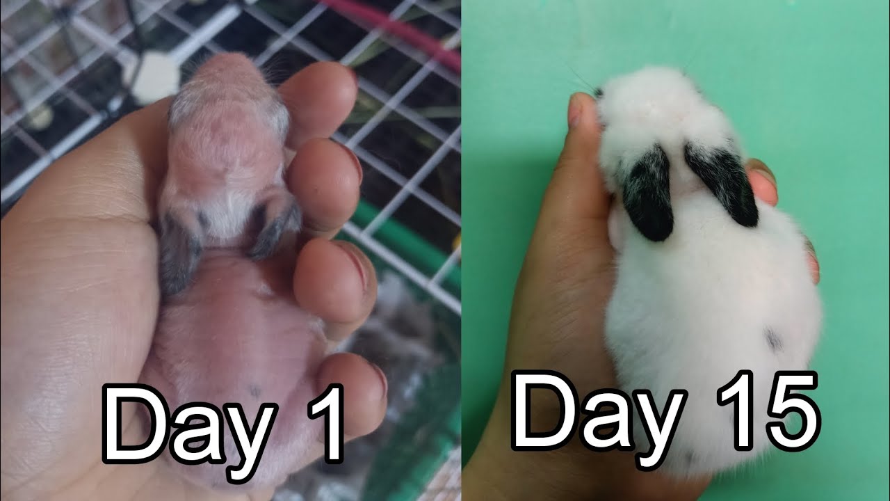 Watch us grow from day 1 to day 15 baby rabbits - YouTube