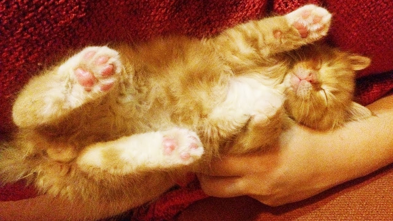 Poor kitten trying to sleep! siblings wake sleeping Jeff the Kitten